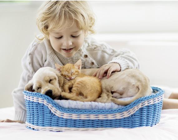 Pet Reflections