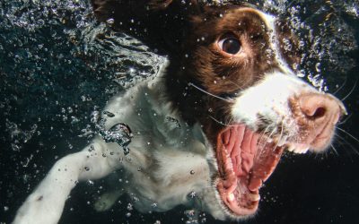 Canine Rehabilitation & Conditioning Group LLC